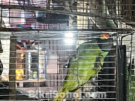 Plum haded parakeet